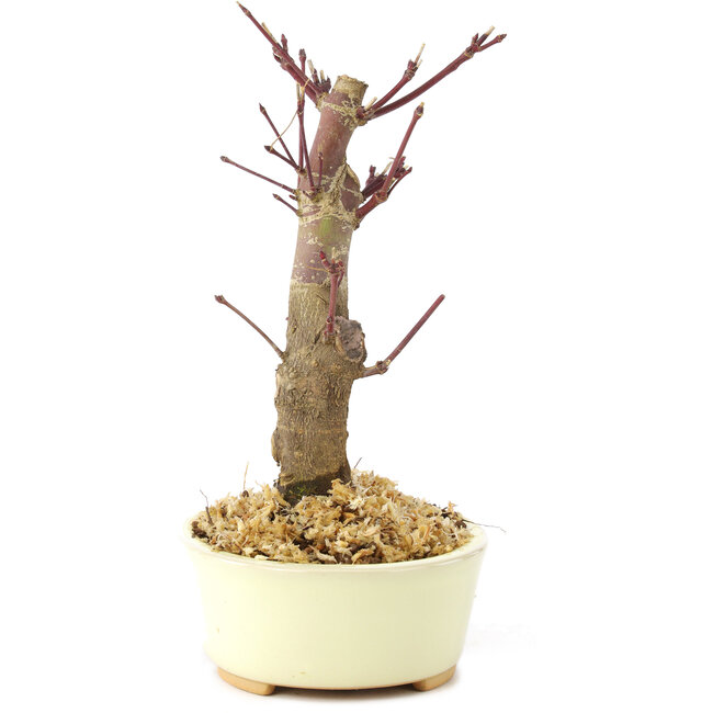 Acer palmatum Deshojo, 14 cm, ± 8 years old