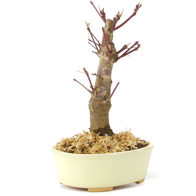 Acer palmatum Deshojo, 14 cm, ± 8 Jahre alt