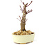 Acer palmatum Deshojo, 14 cm, ± 8 años