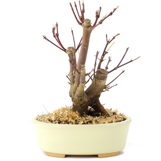 Acer palmatum Deshojo, 14 cm, ± 8 Jahre alt