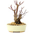 Acer palmatum Deshojo, 14 cm, ± 8 ans