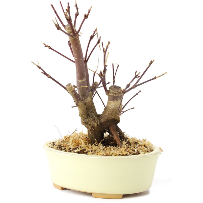 Acer palmatum Deshojo, 14 cm, ± 8 ans