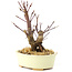Acer palmatum Deshojo, 14 cm, ± 8 Jahre alt