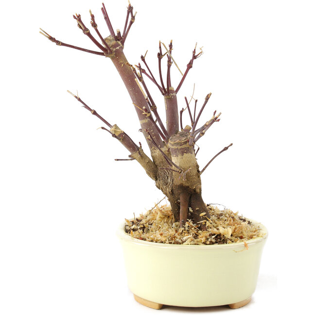 Acer palmatum Deshojo, 14 cm, ± 8 years old
