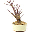 Acer palmatum Deshojo, 14 cm, ± 8 ans