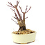 Acer palmatum Deshojo, 14 cm, ± 8 años
