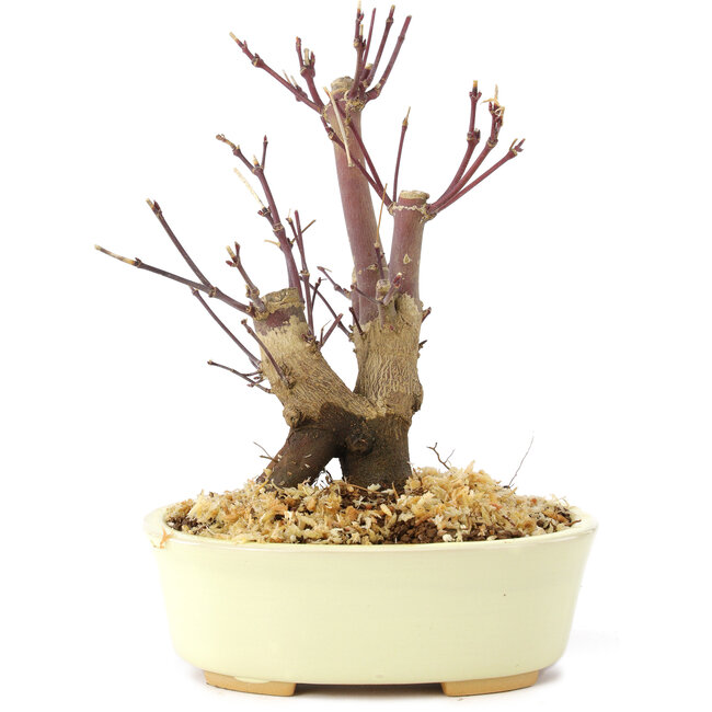 Acer palmatum Deshojo, 14 cm, ± 8 years old