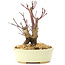 Acer palmatum Deshojo, 14 cm, ± 8 años