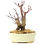 Acer palmatum Deshojo, 14 cm, ± 8 Jahre alt