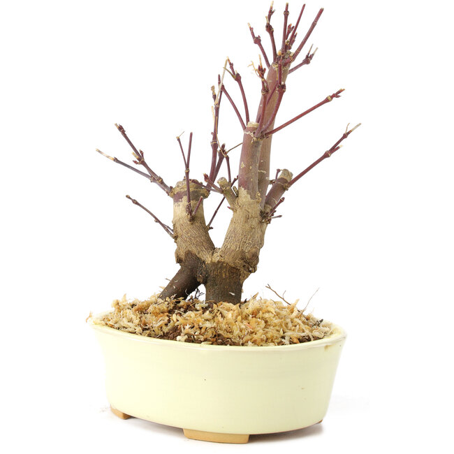 Acer palmatum Deshojo, 14 cm, ± 8 Jahre alt