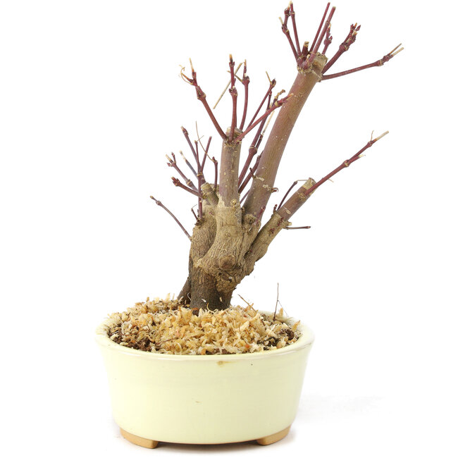 Acer palmatum Deshojo, 14 cm, ± 8 Jahre alt