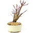 Acer palmatum Deshojo, 14 cm, ± 8 ans