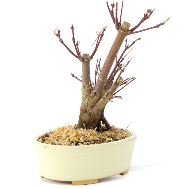 Acer palmatum Deshojo, 14 cm, ± 8 ans