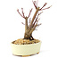 Acer palmatum Deshojo, 14 cm, ± 8 años