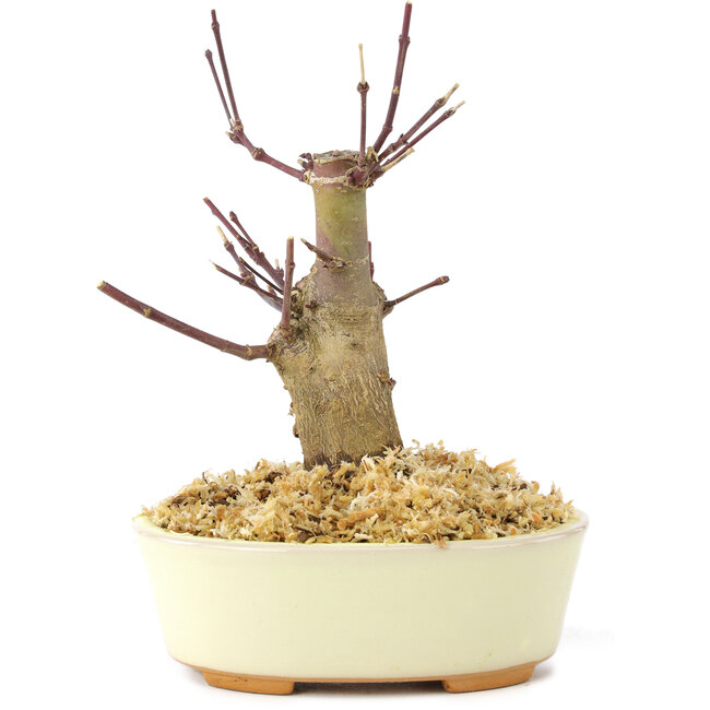 Acer palmatum Deshojo, 14 cm, ± 8 ans