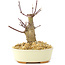 Acer palmatum Deshojo, 14 cm, ± 8 Jahre alt