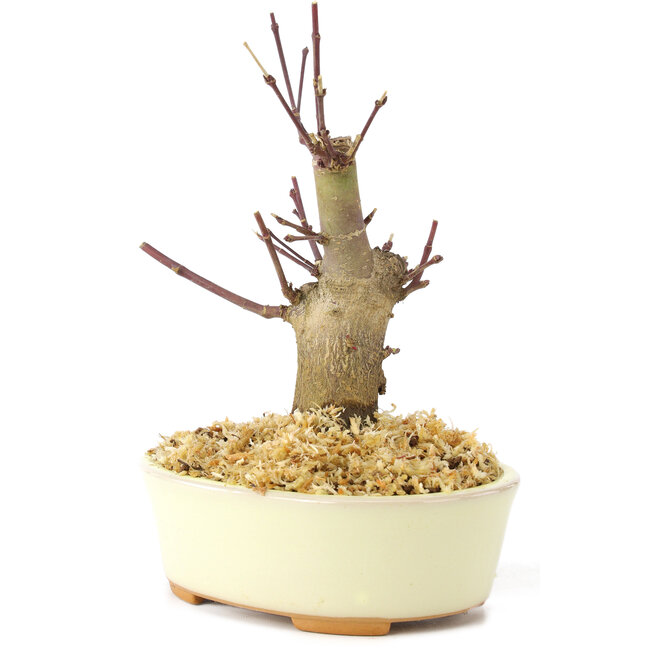 Acer palmatum Deshojo, 14 cm, ± 8 Jahre alt