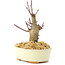Acer palmatum Deshojo, 14 cm, ± 8 ans