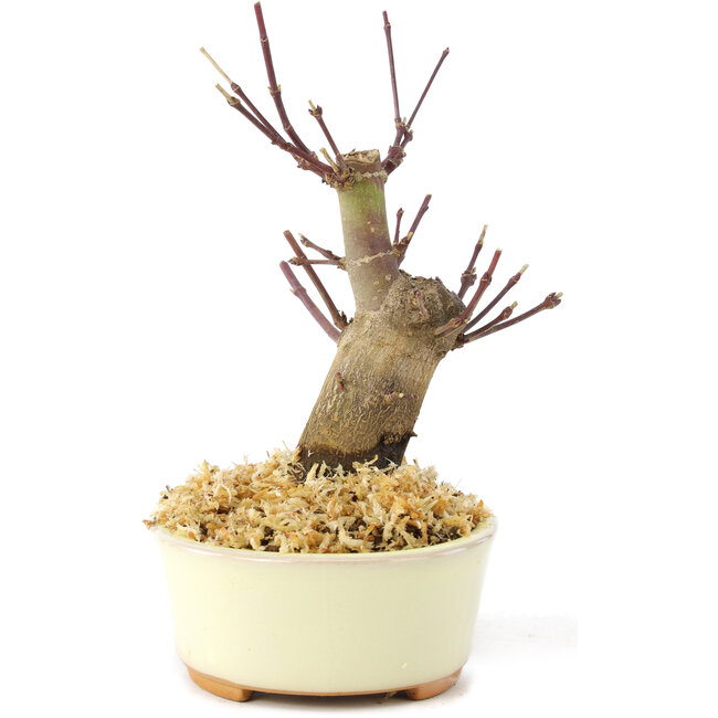 Acer palmatum Deshojo, 14 cm, ± 8 jaar oud