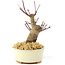 Acer palmatum Deshojo, 14 cm, ± 8 años