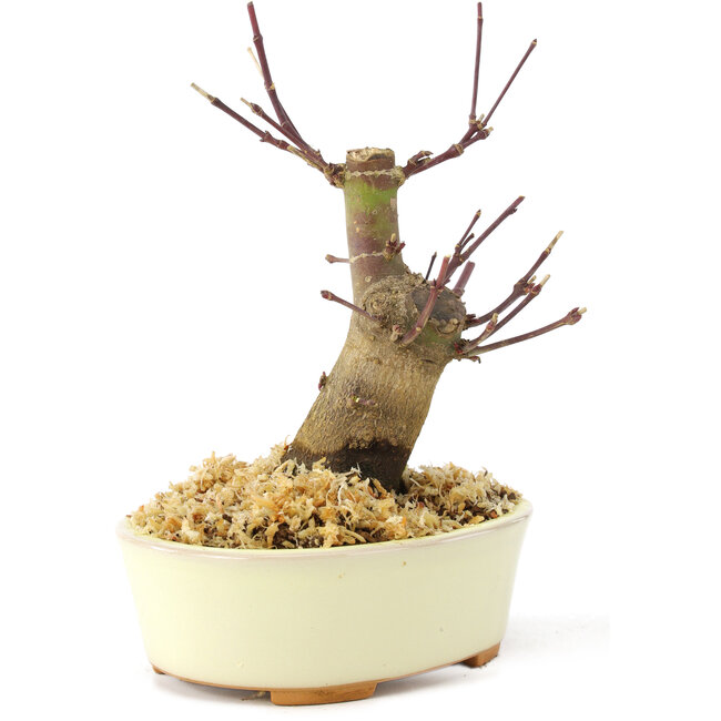 Acer palmatum Deshojo, 14 cm, ± 8 Jahre alt