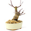 Acer palmatum Deshojo, 14 cm, ± 8 jaar oud