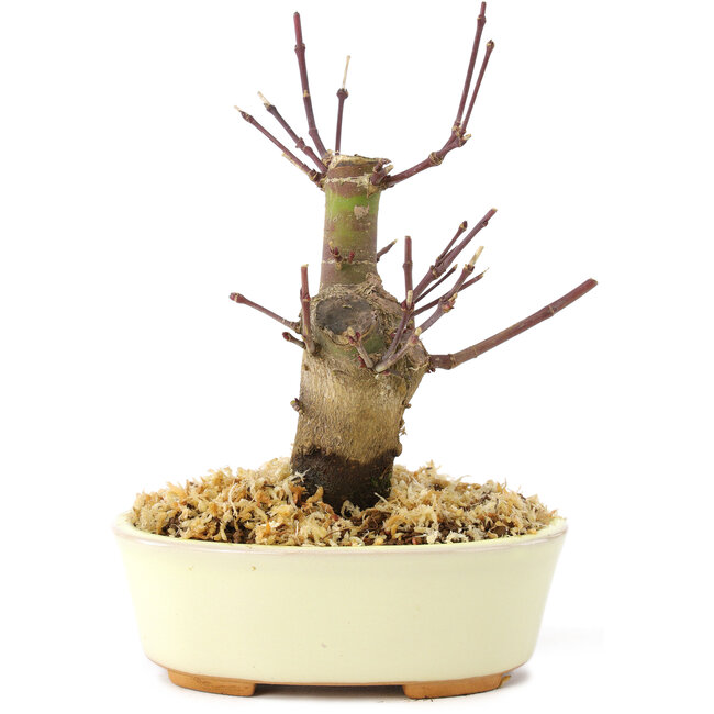 Acer palmatum Deshojo, 14 cm, ± 8 Jahre alt