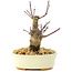 Acer palmatum Deshojo, 14 cm, ± 8 años