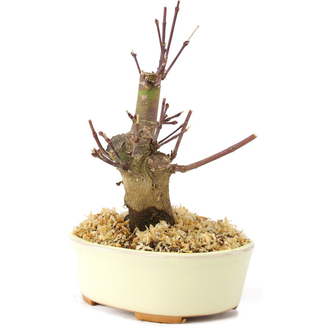 Acer palmatum Deshojo, 14 cm, ± 8 years old