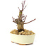 Acer palmatum Deshojo, 14 cm, ± 8 años