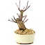 Acer palmatum Deshojo, 14 cm, ± 8 años