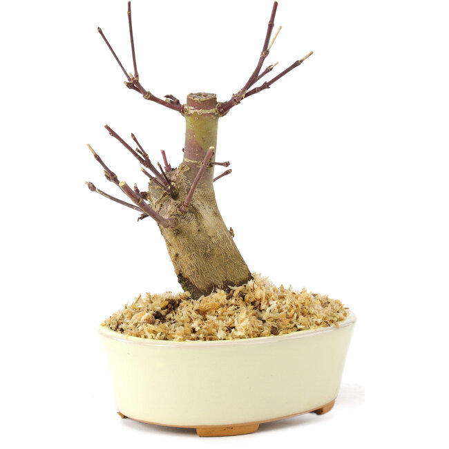 Acer palmatum Deshojo, 14 cm, ± 8 years old