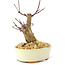 Acer palmatum Deshojo, 14 cm, ± 8 years old