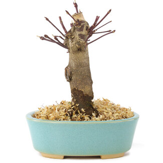 Acer palmatum Deshojo, 14 cm, ± 8 ans