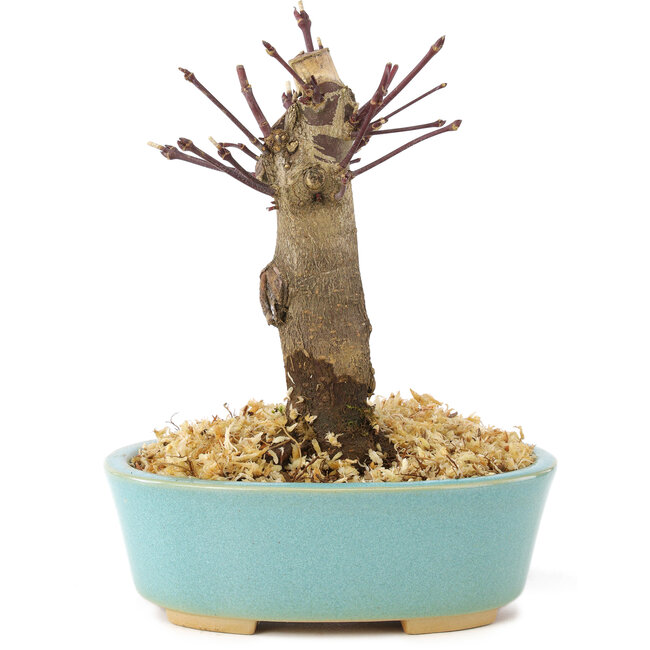 Acer palmatum Deshojo, 14 cm, ± 8 años