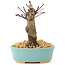 Acer palmatum Deshojo, 14 cm, ± 8 años