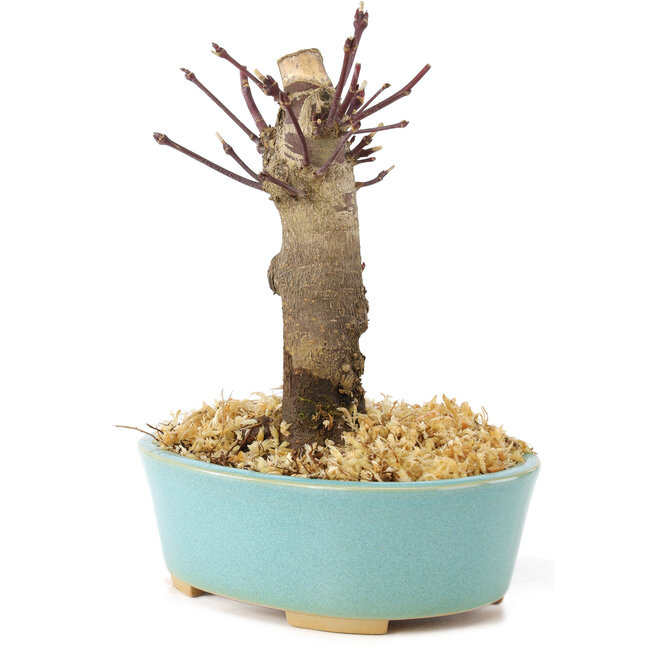 Acer palmatum Deshojo, 14 cm, ± 8 ans