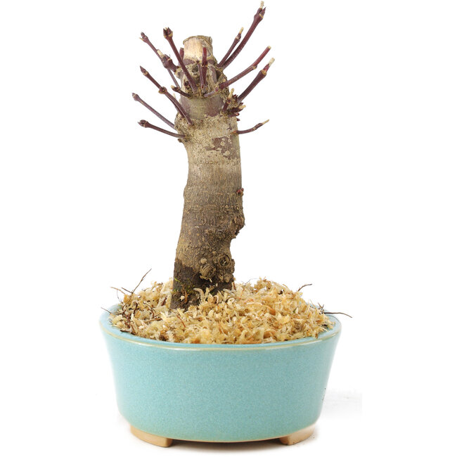 Acer palmatum Deshojo, 14 cm, ± 8 jaar oud