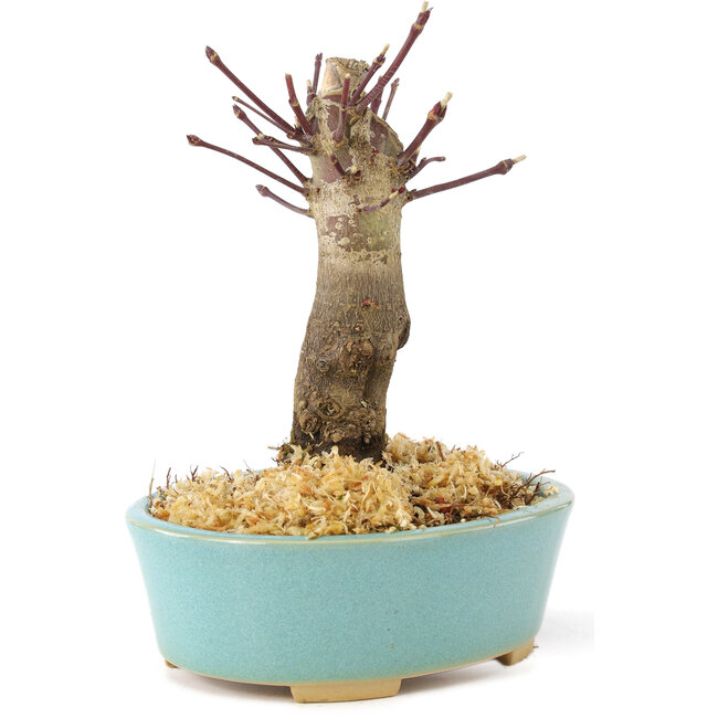 Acer palmatum Deshojo, 14 cm, ± 8 Jahre alt