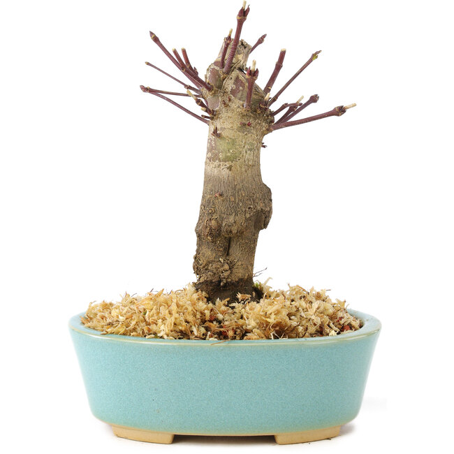 Acer palmatum Deshojo, 14 cm, ± 8 years old