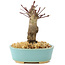 Acer palmatum Deshojo, 14 cm, ± 8 years old