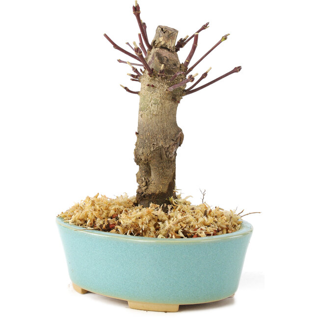 Acer palmatum Deshojo, 14 cm, ± 8 Jahre alt