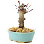 Acer palmatum Deshojo, 14 cm, ± 8 años