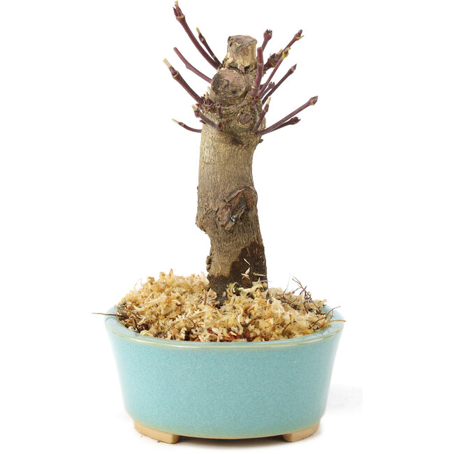 Acer palmatum Deshojo, 14 cm, ± 8 Jahre alt