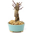 Acer palmatum Deshojo, 14 cm, ± 8 ans