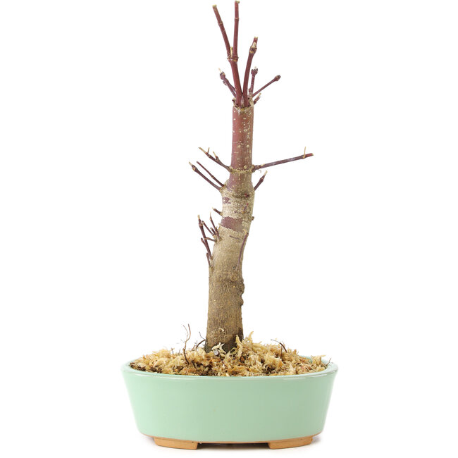 Acer palmatum Deshojo, 14 cm, ± 8 Jahre alt