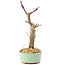 Acer palmatum Deshojo, 14 cm, ± 8 Jahre alt