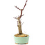 Acer palmatum Deshojo, 14 cm, ± 8 Jahre alt