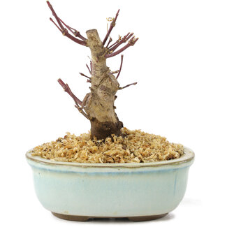 Acer palmatum Deshojo, 14 cm, ± 8 jaar oud