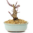 Acer palmatum Deshojo, 14 cm, ± 8 años